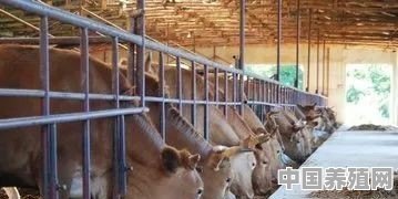 吉林养殖大型牛场在哪里 - 中国养殖网