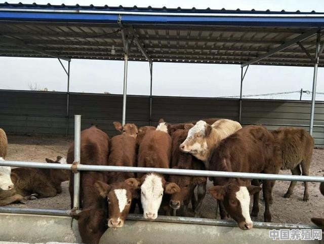 养殖牛的食料配比是多少 - 中国养殖网