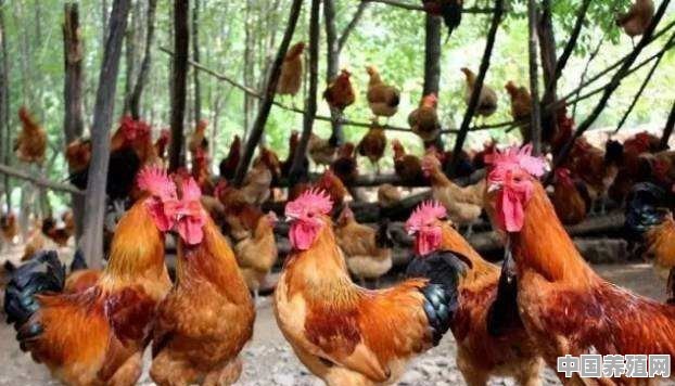 春季鸡怎么养殖的 - 中国养殖网