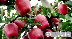 去年的花牛苹果卖到天价，今年为啥一些地方的花牛卖到9毛一斤无人问津 - 中国养殖网