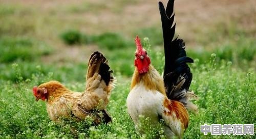 养殖鸡如何选择品种 - 中国养殖网