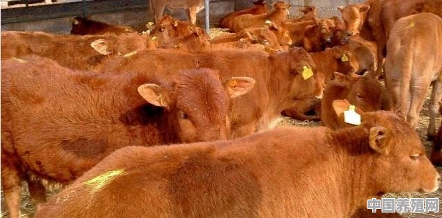 四川活牛价格多少一斤 - 中国养殖网
