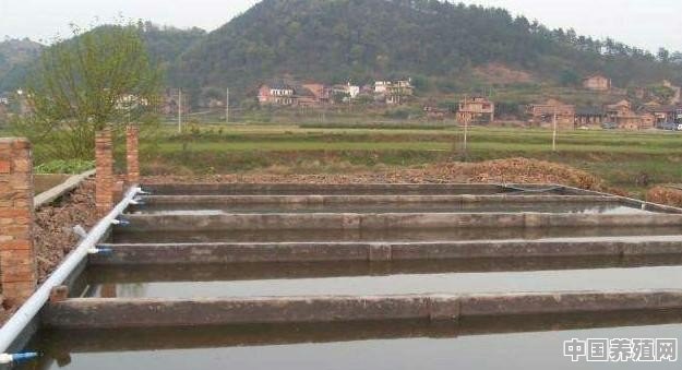 泥鳅养殖如何日常管理 - 中国养殖网