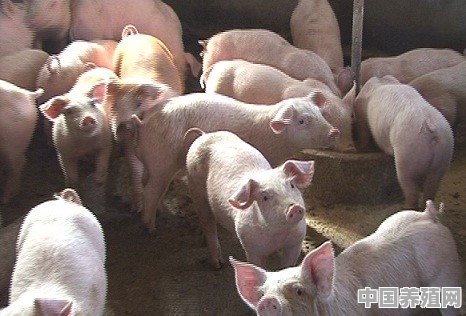 每个猪年都是金猪年吗?是怎么分是不是金猪的 - 中国养殖网