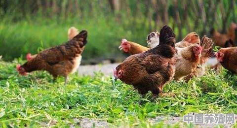 养鸡日记十五篇 - 中国养殖网