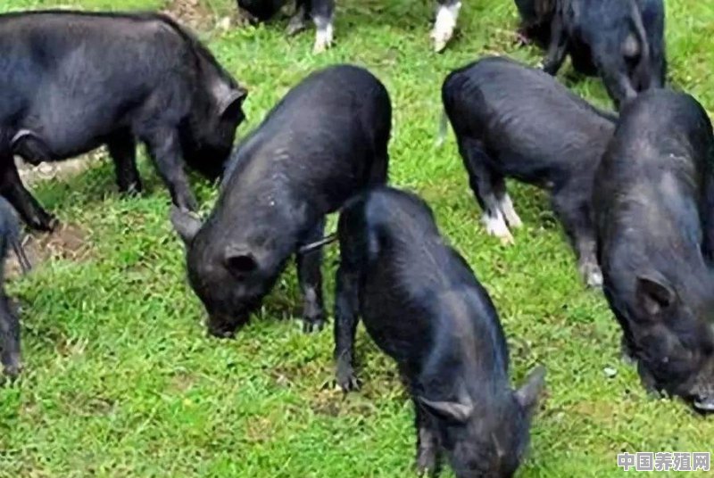 农家土猪养殖方法视频 - 中国养殖网