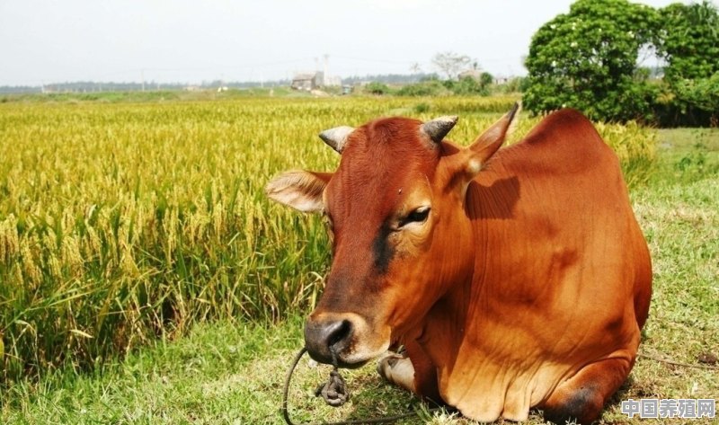 牛跟什么生肖配对最好 - 中国养殖网