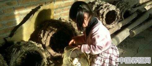 青年鸡养殖笼子 - 中国养殖网