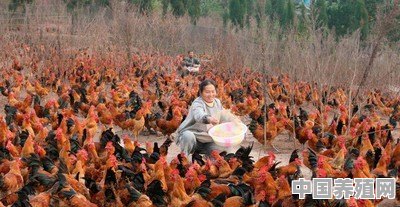 活体母鸡怎么养殖的 - 中国养殖网