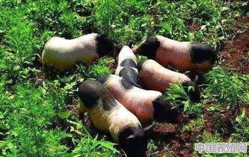 通辽巴马香猪养殖基地电话 - 中国养殖网