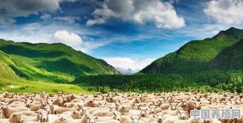 蒙古捐赠3万只羊，麻烦打听一下，去哪分羊呀？我是不是应该拿到属于我的一根毛呢 - 中国养殖网