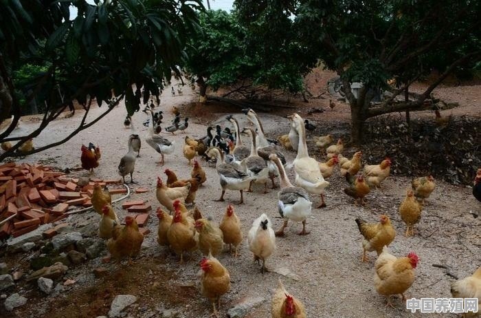 鸭和鹅能在同一个养殖场 - 中国养殖网