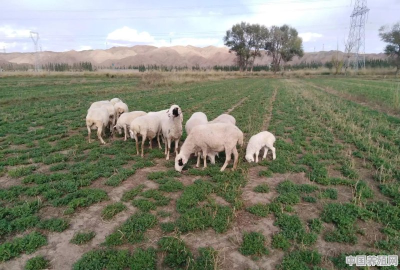 大型养殖场养羊吃什么饲料 - 中国养殖网