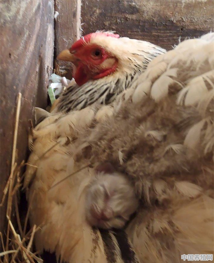 如何给死鸡快速褪毛，有什么技巧 - 中国养殖网