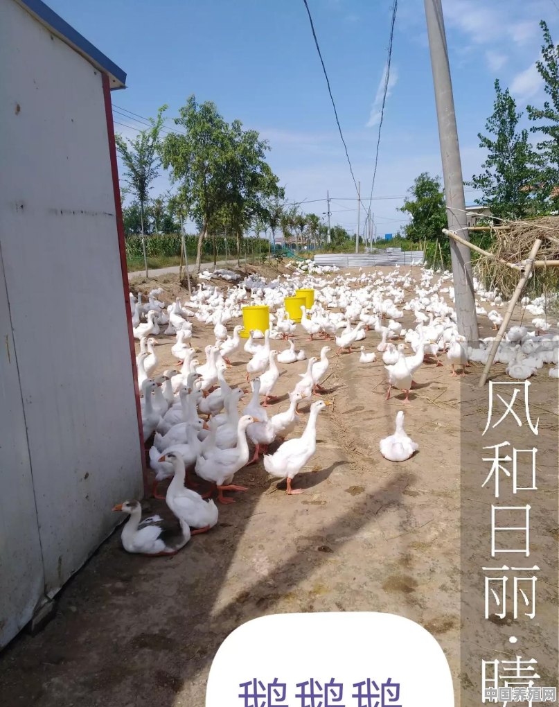 芦丁鸡养殖农场 - 中国养殖网