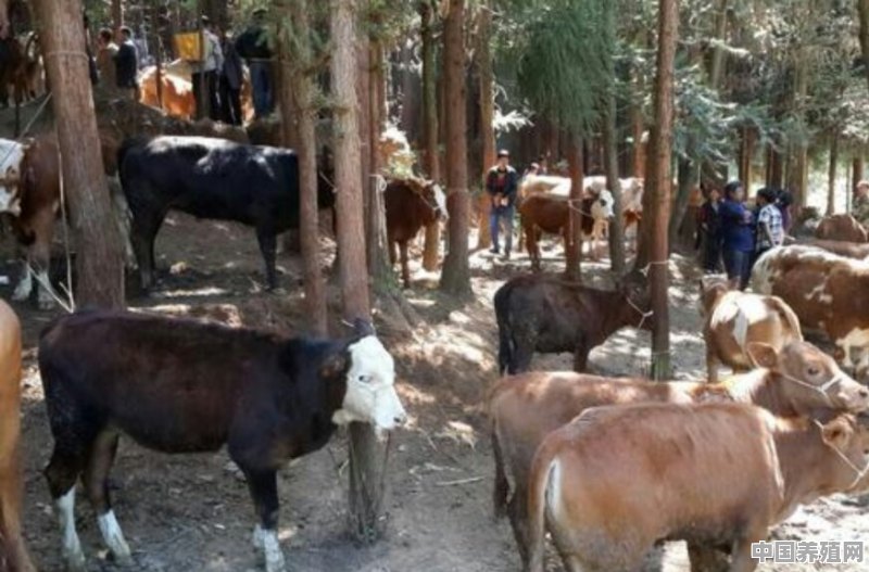 1千头牛能够多少人吃 - 中国养殖网
