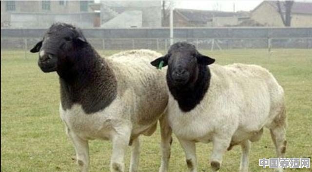 100斤的杜泊羊能出多少斤肉 - 中国养殖网