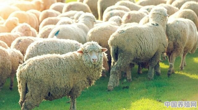 湖北黄冈养殖羊价格行情走势 - 中国养殖网