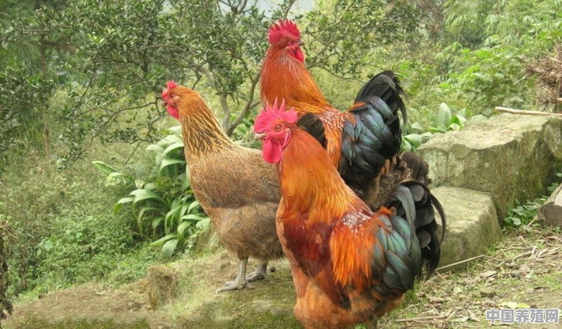 五黑花鸡养殖方法 - 中国养殖网