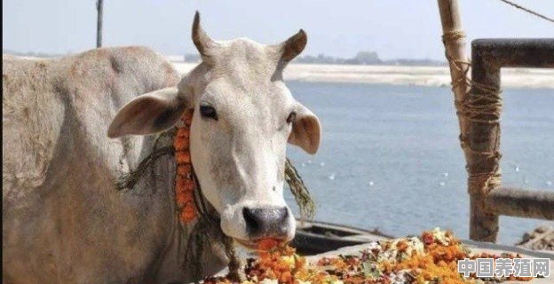 印度那么尊崇牛,为何还是牛肉出口大国 - 中国养殖网
