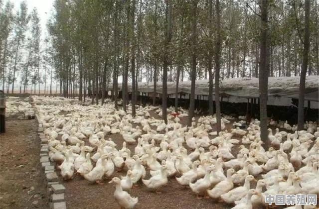 白鸭养殖周期多长时间 - 中国养殖网