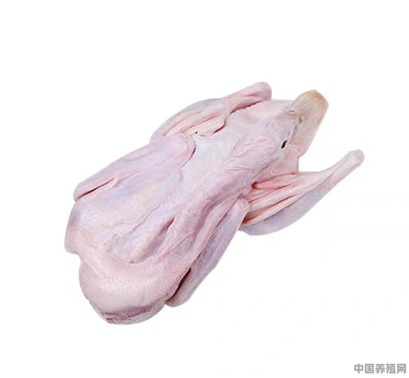 肉鸭养殖水线改造 - 中国养殖网