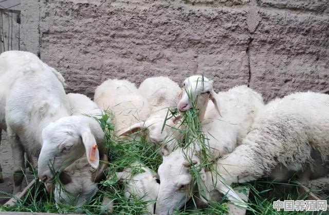 羊高效安全养殖技术有哪些 - 中国养殖网