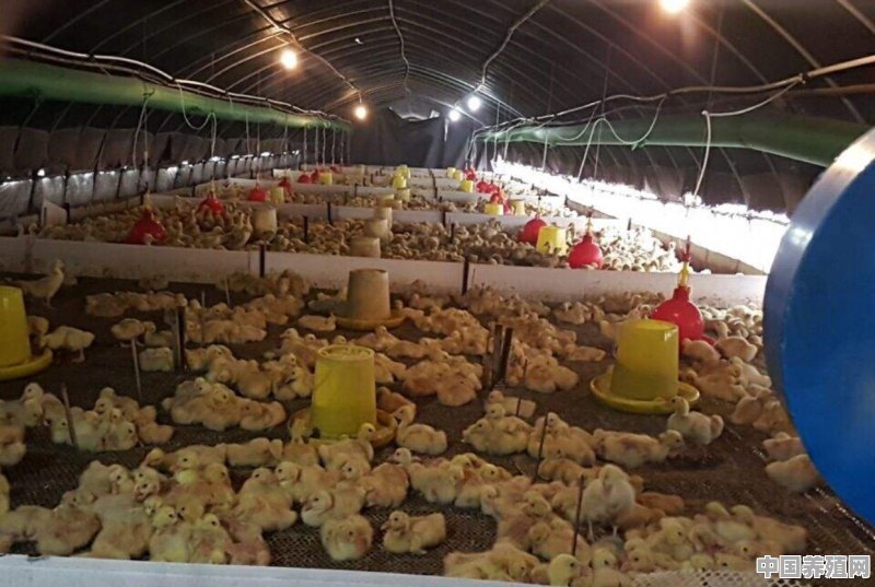 蛋鸭水旱养殖技术视频 - 中国养殖网