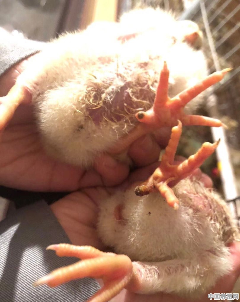养殖鸡多久出笼子 - 中国养殖网