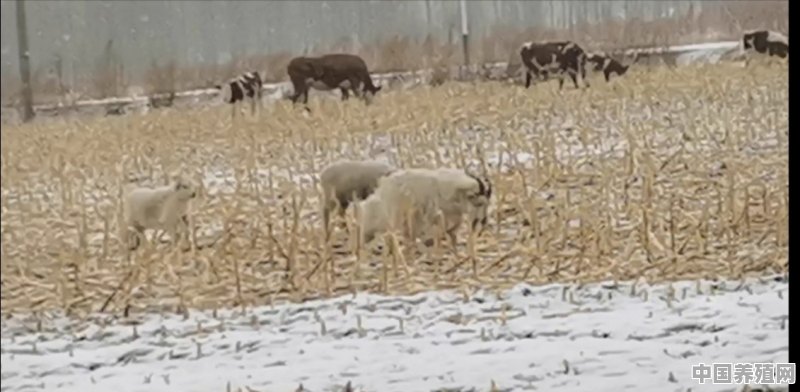 野生羊怎么养殖的多一点 - 中国养殖网