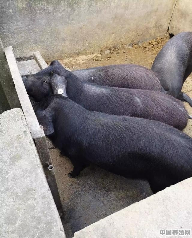 农村养殖猪2头 - 中国养殖网