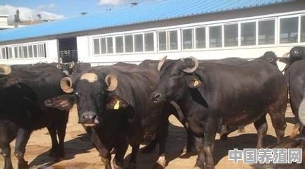 牛场养殖技术内容有哪些 - 中国养殖网