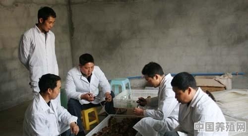 鸡养殖健康管理 - 中国养殖网
