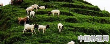养殖场喂什么羊好养活呢 - 中国养殖网