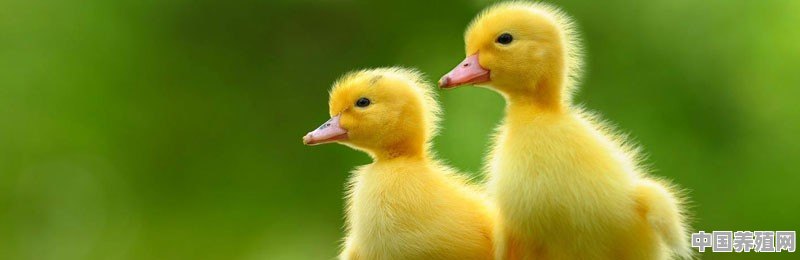 养殖鸭用什么防疫药最好 - 中国养殖网