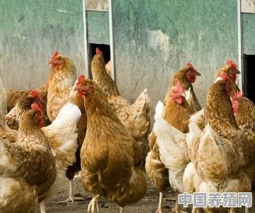 蛋鸡在产蛋期得了肠炎怎么办？有没有可以用的肠炎药 - 中国养殖网
