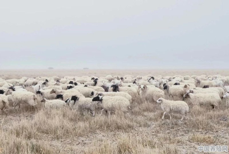 一百斤的母羊能出多少斤腔子 - 中国养殖网