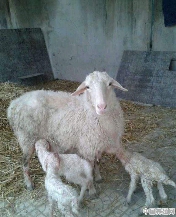 母羊生完一只羊后多久生第二只 - 中国养殖网
