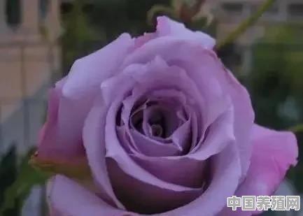 蓝月亮花盆栽方法 - 中国养殖网