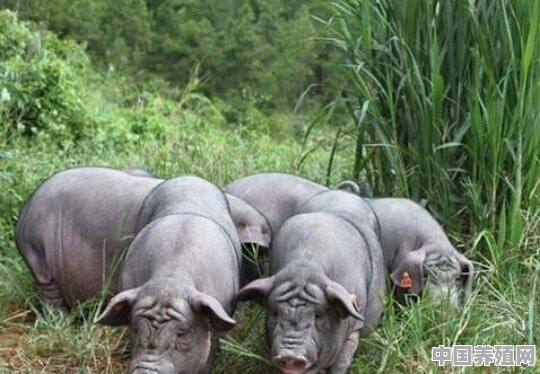 土猪子养殖基地在哪里 - 中国养殖网