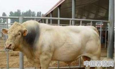 15只牛养殖规划方案 - 中国养殖网