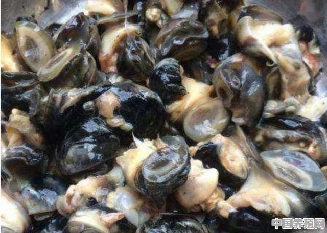 福寿螺的养殖效益好吗 - 中国养殖网
