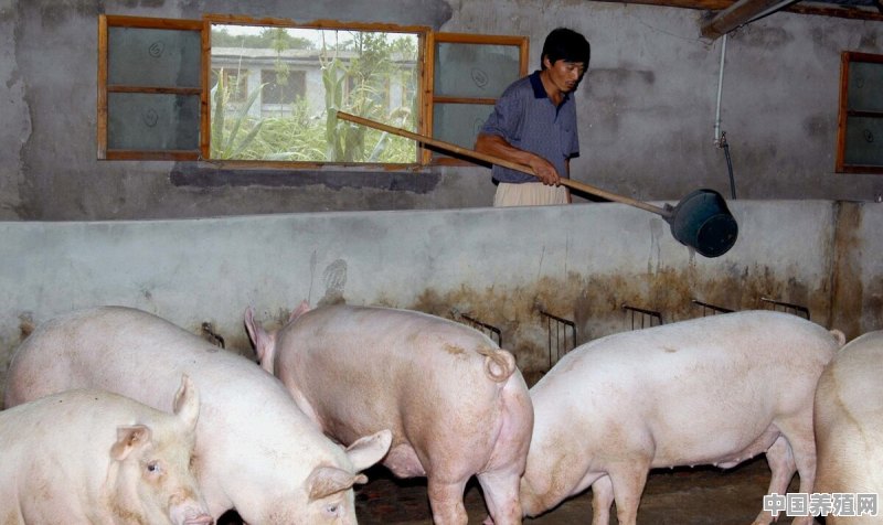 养牛养猪哪个好 - 中国养殖网