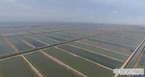 基围虾养殖基地在哪 - 中国养殖网
