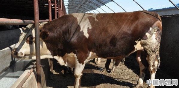 牛的驱虫养殖方法视频 - 中国养殖网