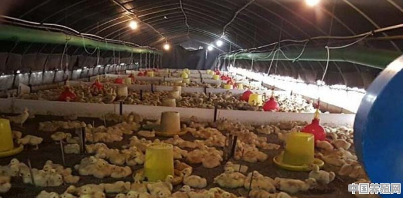 肉鸭养殖大棚价格 - 中国养殖网