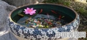 鱼缸里怎么养睡莲 - 中国养殖网