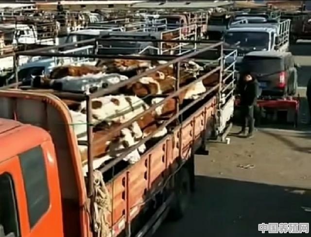 牛如何固定养殖方式视频 - 中国养殖网