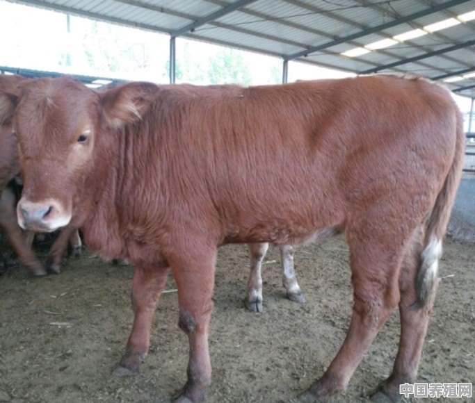 河南养殖的黑牛品种 - 中国养殖网