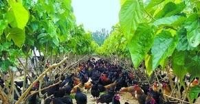 黑色烧鸭怎么做的 - 中国养殖网